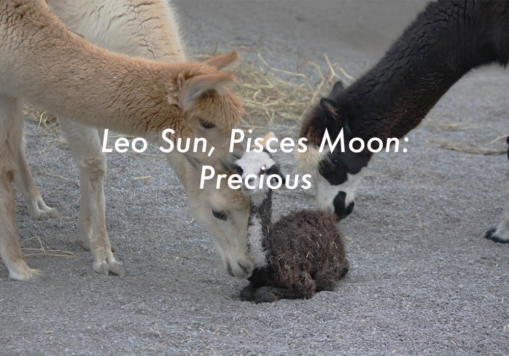 Leo Sun Pisces Moon